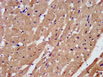 PAL / PAM Antibody