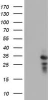 HDHD1 Antibody (clone OTI7A2)