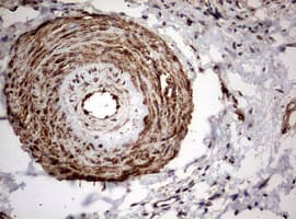 IdU / Iododeoxyuridine Antibody (clone OTI4E8, Carrier-free)