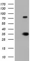ERCC1 Antibody (clone OTI1A8)