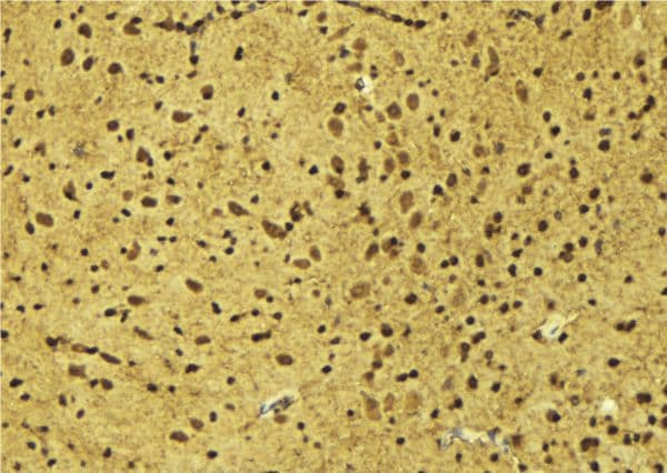 MSX2 / MSH Antibody