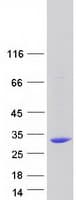 Human C13orf39 Protein (Recombinant Myc-DDK (Flag))