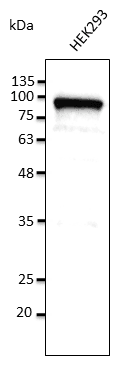 PathPlus™ Polyclonal Goat anti-Human CANX / Calnexin Antibody (C-Terminus, IHC, IF, WB)