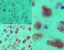 DACH / DACH1 Antibody (aa474-491)