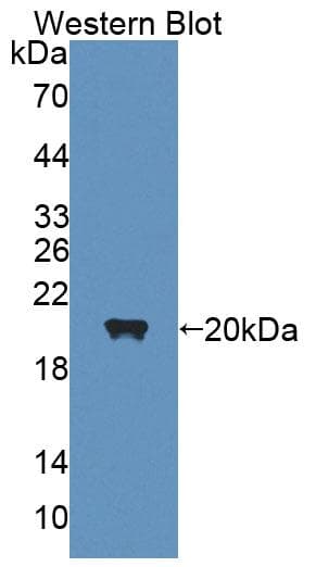 NRG1 / Heregulin / Neuregulin Antibody (aa13-259, Cy3)