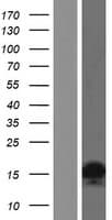 HIST2H2AA4 Protein (Over-Expression Lysate Myc-DDK (Flag))