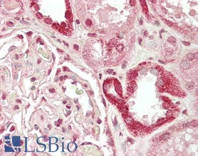 IHC-plus™ ARL6 Antibody
