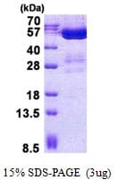 Human STAMBPL1 Protein (Recombinant His)