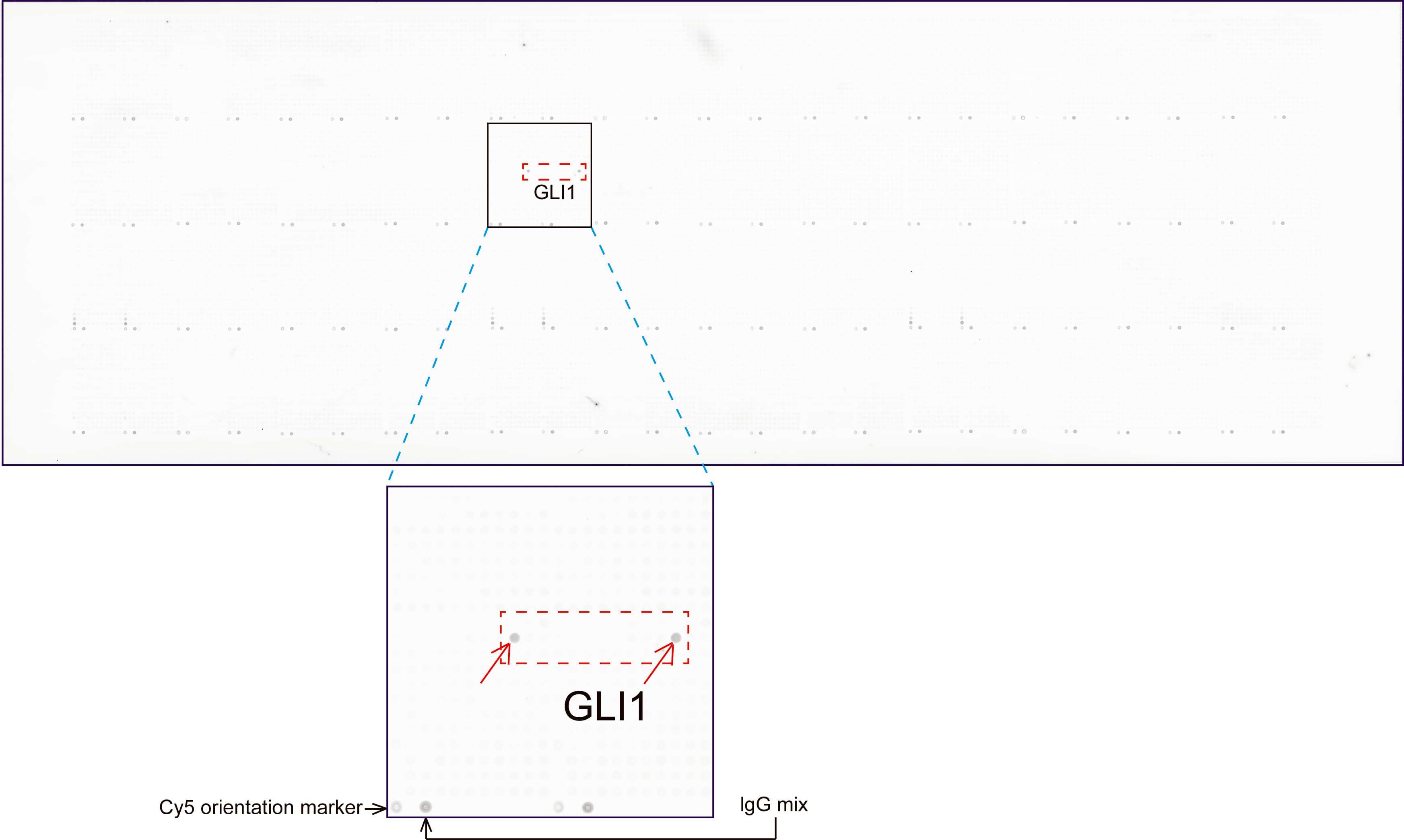 GLI / GLI1 Antibody (aa1-410, clone UMAB170)