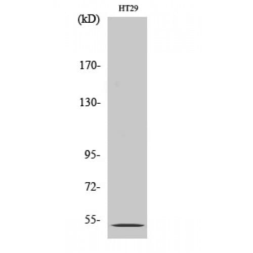 HTR2B / 5-HT2B Receptor Antibody (30-110 aa, N-terminal)