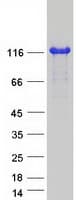 Human AFAP1L2 / XB130 Protein (Recombinant Myc-DDK (Flag))