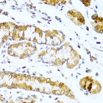 PathPlus™ GCG / Glucagon Antibody