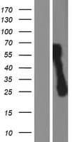 C1orf159 Protein (Over-Expression Lysate Myc-DDK (Flag))