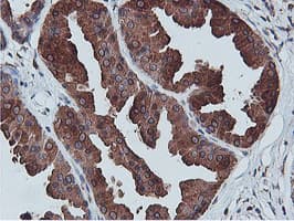 Monoclonal Mouse anti-Human APMAP / C20orf3 Antibody (clone 4F6, Carrier-free, IHC, WB)