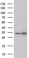 Monoclonal Mouse anti-Human EXOSC7 Antibody (clone OTI2F5, IF, WB)