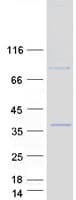 Human MARCH8 Protein (Recombinant Myc-DDK (Flag))