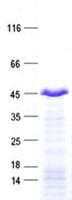 Human ZNF670 Protein (Recombinant His, N-Terminal)