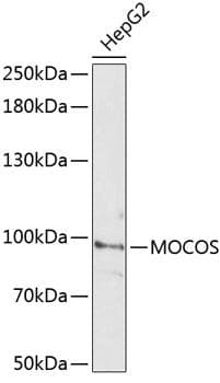 MOCOS / MoCo Sulfurase Antibody