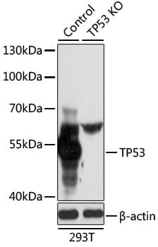 TP53 / p53 Antibody