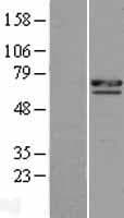 CCDC8 Protein (Over-Expression Lysate Myc-DDK (Flag))
