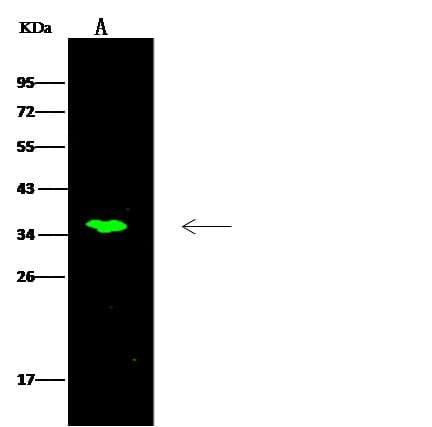 C11orf57 Antibody (Preservative Free)