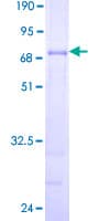 Human PEX12 Protein (Recombinant GST)