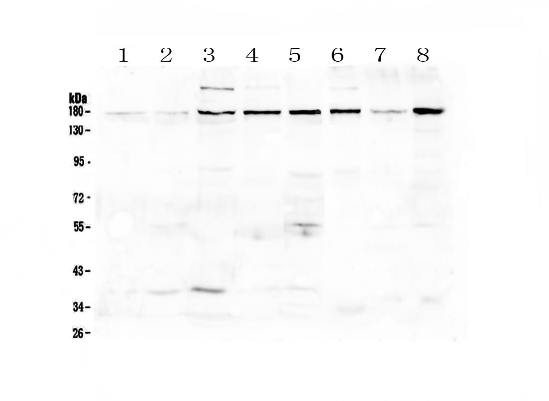 EEA1 Antibody
