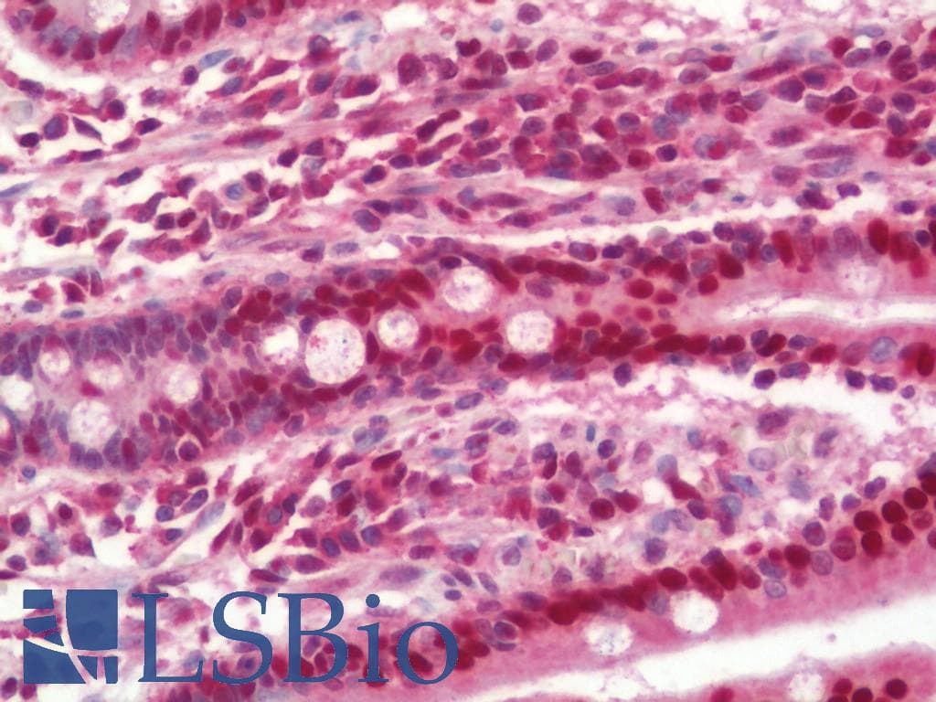 HDGF Antibody (Biotin)