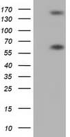 BTN1A1 Antibody (clone OTI1A6, Carrier-free)