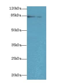 KEL / CD238 Antibody