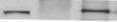 IHC-plus™ Polyclonal Rabbit anti-Human CKAP5 / ch-TOG Antibody (IHC, IF, WB)