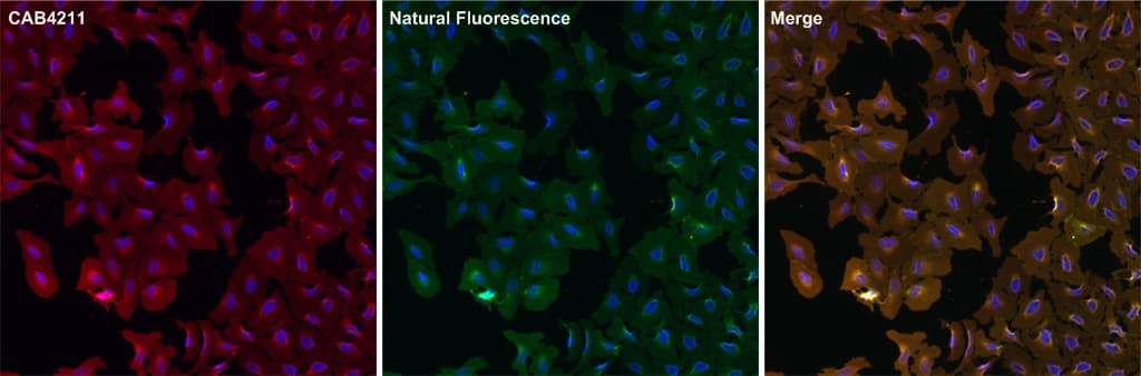 GFP Antibody