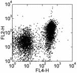 SLAMF1 / SLAM / CD150 Antibody (clone 9D1, Biotin)