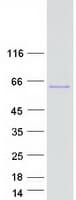 Human SRC Protein (Recombinant Myc-DDK (Flag))