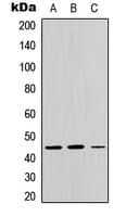 CTH / Cystathionase Antibody (C-Terminus)