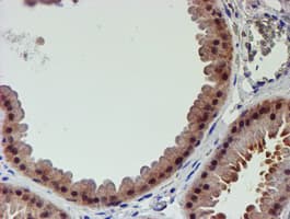 PSMD2 Antibody (clone OTI1G6)