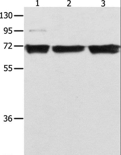 Polyclonal Rabbit anti-Human RELA / NFKB p65 Antibody (WB)