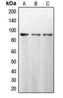 PathPlus™ CANX / Calnexin Antibody (C-Terminus)
