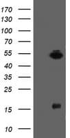 ALX4 Antibody (clone OTI1F2)