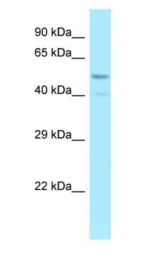 SNTB2 Antibody (aa210-259)