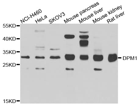 DPM1 Antibody