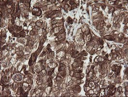 POGK Antibody (clone OTI2G8)