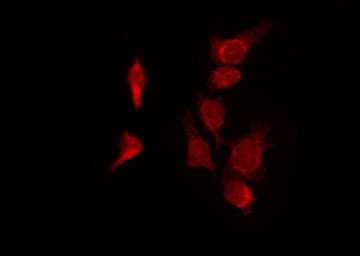 NEK9 Antibody