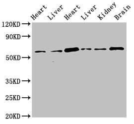 OASIS / CREB3L1 Antibody
