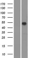 Human OR51M1 Protein (Over-Expression Lysate Myc-DDK (Flag))