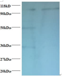 EXTL3 Antibody