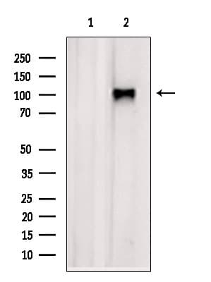 XPO6 Antibody