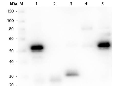 Chicken Anti-Rabbit IgG Secondary Antibody (HRP)