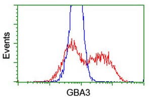 GBA3 / CBG Antibody (aa1-150, clone OTI5G5, Carrier-free)