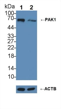 PAK1 Antibody (aa252-501)
